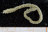  ( - UMBergen_NB_polych251)  @11 [ ] CreativeCommons - Attribution Non-Commercial Share-Alike (2014) University of Bergen University of Bergen, Natural History Collections