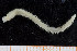  ( - UMBergen_NB_polych252)  @11 [ ] CreativeCommons - Attribution Non-Commercial Share-Alike (2014) University of Bergen University of Bergen, Natural History Collections