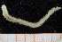  ( - UMBergen_NB_polych253)  @11 [ ] CreativeCommons - Attribution Non-Commercial Share-Alike (2014) University of Bergen University of Bergen, Natural History Collections