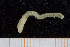  ( - UMBergen_NB_polych254)  @11 [ ] CreativeCommons - Attribution Non-Commercial Share-Alike (2014) University of Bergen University of Bergen, Natural History Collections
