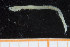  ( - UMBergen_NB_polych261)  @11 [ ] CreativeCommons - Attribution Non-Commercial Share-Alike (2014) University of Bergen, Norway University of Bergen, Natural History Collections
