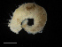  ( - UMBergen_NB_polych28)  @11 [ ] CreativeCommons - Attribution Non-Commercial Share-Alike (2013) Unspecified University of Bergen, Natural History Collections