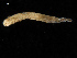  (Ymerana - UMBergen_NB_polych30)  @13 [ ] CreativeCommons - Attribution Non-Commercial Share-Alike (2013) Unspecified University of Bergen, Natural History Collections
