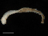  ( - UMBergen_NB_polych31)  @12 [ ] CreativeCommons - Attribution Non-Commercial Share-Alike (2013) Unspecified University of Bergen, Natural History Collections
