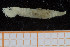  ( - UMBergen_NB_polych335)  @11 [ ] CreativeCommons - Attribution Non-Commercial Share-Alike (2014) University of Bergen University of Bergen, Natural History Collections