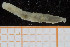  ( - UMBergen_NB_polych336)  @11 [ ] CreativeCommons - Attribution Non-Commercial Share-Alike (2014) University of Bergen University of Bergen, Natural History Collections