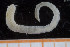  ( - UMBergen_NB_polych339)  @11 [ ] CreativeCommons - Attribution Non-Commercial Share-Alike (2014) University of Bergen, Norway University of Bergen, Natural History Collections