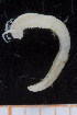  (Ampharete baltica - UMBergen_NB_polych341)  @11 [ ] CreativeCommons - Attribution Non-Commercial Share-Alike (2014) University of Bergen University of Bergen, Natural History Collections