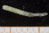  ( - UMBergen_NB_polych342)  @12 [ ] CreativeCommons - Attribution Non-Commercial Share-Alike (2014) University of Bergen University of Bergen, Natural History Collections