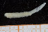  ( - UMBergen_NB_polych351)  @11 [ ] CreativeCommons - Attribution Non-Commercial Share-Alike (2014) University of Bergen University of Bergen, Natural History Collections