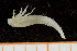  ( - UMBergen_NB_polych356)  @12 [ ] CreativeCommons - Attribution Non-Commercial Share-Alike (2014) University of Bergen, Norway University of Bergen, Natural History Collections