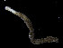  (Anobothrus sp. A - UMBergen_NB_polych372)  @13 [ ] CreativeCommons - Attribution Non-Commercial Share-Alike (2014) University of Bergen, Norway University of Bergen, Natural History Collections