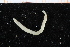  ( - UMBergen_NB_polych398)  @12 [ ] CreativeCommons - Attribution Non-Commercial Share-Alike (2014) University of Bergen, Norway Natural History Collections, University of Bergen