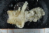  (Chaetopterus sp - UMBergen_NB_polych404)  @11 [ ] CreativeCommons - Attribution Non-Commercial Share-Alike (2014) University of Bergen, Norway Natural History Collections, University of Bergen