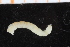  ( - UMBergen_NB_polych407)  @12 [ ] CreativeCommons - Attribution Non-Commercial Share-Alike (2014) University of Bergen, Norway Natural History Collections, University of Bergen