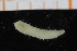  ( - UMBergen_NB_polych410)  @11 [ ] CreativeCommons - Attribution Non-Commercial Share-Alike (2014) University of Bergen, Norway Natural History Collections, University of Bergen