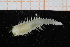  ( - UMBergen_NB_polych414)  @12 [ ] CreativeCommons - Attribution Non-Commercial Share-Alike (2014) University of Bergen, Norway Natural History Collections, University of Bergen