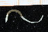  ( - UMBergen_NB_polych415)  @13 [ ] CreativeCommons - Attribution Non-Commercial Share-Alike (2014) University of Bergen, Norway Natural History Collections, University of Bergen