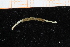  ( - UMBergen_NB_polych416)  @12 [ ] CreativeCommons - Attribution Non-Commercial Share-Alike (2014) University of Bergen, Norway Natural History Collections, University of Bergen