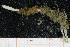  ( - UMBergen_NB_polych433)  @12 [ ] CreativeCommons - Attribution Non-Commercial Share-Alike (2014) University of Bergen, Norway Natural History Collections, University of Bergen