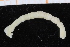  ( - UMBergen_NB_polych434)  @12 [ ] CreativeCommons - Attribution Non-Commercial Share-Alike (2014) University of Bergen, Norway Natural History Collections, University of Bergen