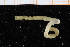  ( - UMBergen_NB_polych436)  @11 [ ] CreativeCommons - Attribution Non-Commercial Share-Alike (2014) University of Bergen, Norway Natural History Collections, University of Bergen