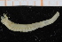  ( - UMBergen_NB_polych438)  @13 [ ] CreativeCommons - Attribution Non-Commercial Share-Alike (2014) University of Bergen, Norway Natural History Collections, University of Bergen