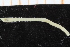  ( - UMBergen_NB_polych455)  @11 [ ] CreativeCommons - Attribution Non-Commercial Share-Alike (2014) University of Bergen, Norway Natural History Collections, University of Bergen