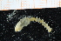  ( - UMBergen_NB_polych477)  @12 [ ] CreativeCommons - Attribution Non-Commercial Share-Alike (2014) University of Bergen University of Bergen, Natural History Collections