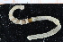  (Heteroclymene - UMBergen_NB_polych482)  @13 [ ] CreativeCommons - Attribution Non-Commercial Share-Alike (2014) University of Bergen University of Bergen, Natural History Collections