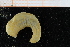  ( - UMBergen_NB_polych512)  @13 [ ] CreativeCommons - Attribution Non-Commercial Share-Alike (2014) University of Bergen University of Bergen, Natural History Collections