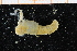  ( - UMBergen_NB_polych523)  @13 [ ] CreativeCommons - Attribution Non-Commercial Share-Alike (2014) University of Bergen University of Bergen, Natural History Collections