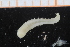  ( - UMBergen_NB_polych531)  @11 [ ] CreativeCommons - Attribution Non-Commercial Share-Alike (2014) University of Bergen University of Bergen, Natural History Collections