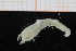  ( - UMBergen_NB_polych538)  @11 [ ] CreativeCommons - Attribution Non-Commercial Share-Alike (2014) University of Bergen University of Bergen, Natural History Collections