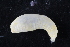  ( - UMBergen_NB_polych539)  @11 [ ] CreativeCommons - Attribution Non-Commercial Share-Alike (2014) University of Bergen University of Bergen, Natural History Collections