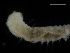  (Sosane bathyalis - UMBergen_NB_polych54)  @11 [ ] CreativeCommons - Attribution Non-Commercial Share-Alike (2013) Unspecified University of Bergen, Natural History Collections