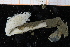  (Branchiomma sp - UMBergen_NB_polych544)  @11 [ ] CreativeCommons - Attribution Non-Commercial Share-Alike (2014) University of Bergen University of Bergen, Natural History Collections