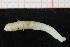  (Euchone sp - UMBergen_NB_polych546)  @11 [ ] CreativeCommons - Attribution Non-Commercial Share-Alike (2014) University of Bergen University of Bergen, Natural History Collections