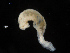  ( - UMBergen_NB_polych55)  @11 [ ] CreativeCommons - Attribution Non-Commercial Share-Alike (2013) Unspecified University of Bergen, Natural History Collections