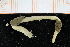  (Jasmineira cf. schaudinni - UMBergen_NB_polych550)  @11 [ ] CreativeCommons - Attribution Non-Commercial Share-Alike (2014) University of Bergen University of Bergen, Natural History Collections