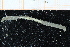  (Sabella - UMBergen_NB_polych551)  @11 [ ] CreativeCommons - Attribution Non-Commercial Share-Alike (2014) University of Bergen University of Bergen, Natural History Collections