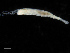  (Anobothrus laubieri - UMBergen_NB_polych56)  @12 [ ] CreativeCommons - Attribution Non-Commercial Share-Alike (2013) Unspecified University of Bergen, Natural History Collections