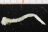 ( - UMBergen_NB_polych563)  @12 [ ] CreativeCommons - Attribution Non-Commercial Share-Alike (2014) University of Bergen University of Bergen, Natural History Collections
