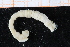  (Praxillella gracilis - UMBergen_NB_polych570)  @11 [ ] CreativeCommons - Attribution Non-Commercial Share-Alike (2014) University of Bergen University of Bergen, Natural History Collections