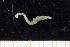  (Nicomache quadrispinata - UMBergen_NB_polych79)  @13 [ ] CreativeCommons - Attribution Non-Commercial Share-Alike (2013) Unspecified University of Bergen, Natural History Collections