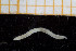  ( - UMBergen_NB_polych89)  @11 [ ] CreativeCommons - Attribution Non-Commercial Share-Alike (2013) Unspecified University of Bergen, Natural History Collections