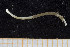  ( - UMBergen_NB_polych94)  @12 [ ] CreativeCommons - Attribution Non-Commercial Share-Alike (2013) Unspecified University of Bergen, Natural History Collections