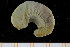  ( - UMBergen_NB_scali01)  @13 [ ] CreativeCommons - Attribution Non-Commercial Share-Alike (2013) Unspecified University of Bergen, Natural History Collections