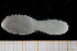  ( - UMBergen_NB_scali03)  @13 [ ] CreativeCommons - Attribution Non-Commercial Share-Alike (2013) Unspecified University of Bergen, Natural History Collections