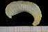 ( - UMBergen_NB_scali04)  @13 [ ] CreativeCommons - Attribution Non-Commercial Share-Alike (2013) Unspecified University of Bergen, Natural History Collections